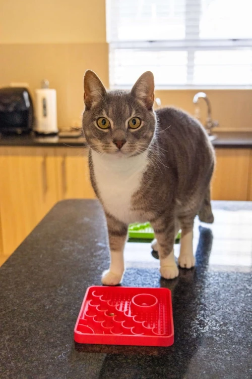 Mata LickiMat® Classic Catster™ turkusowa