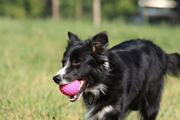 ZESTAW! KIWI WALKER Wyrzutnia do piłek + Mini piłka zielona