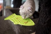 Mata LickiMat® Classic Felix™ pomarańczowa