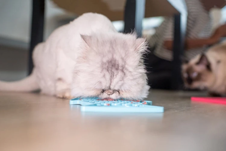 Mata LickiMat® Classic Felix™ fioletowa