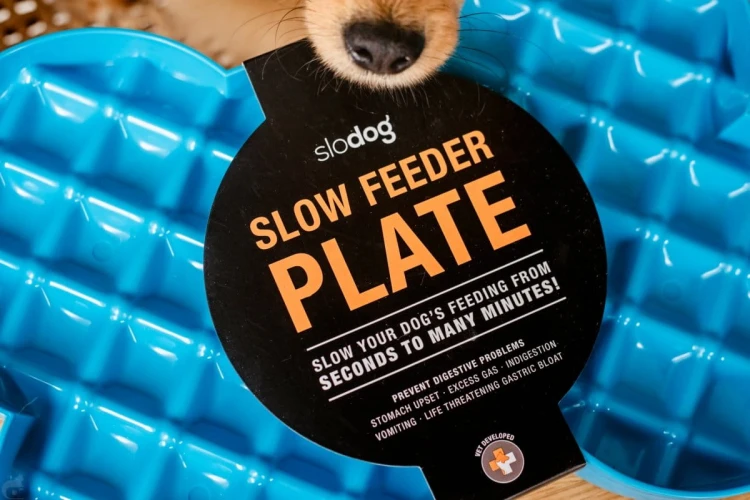 Miska spowalniająca jedzenie SLODOG® zielona dla psa i kota