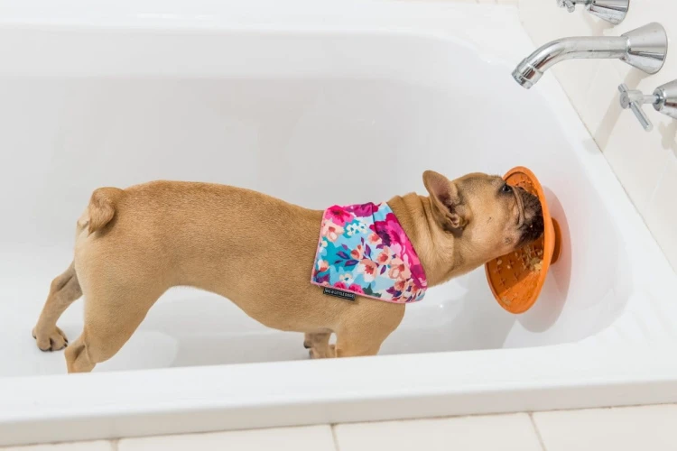 Mata LickiMat® Splash™ pomarańczowa