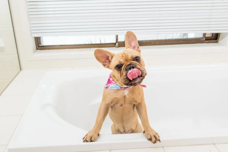 Mata LickiMat® Splash™ turkusowa