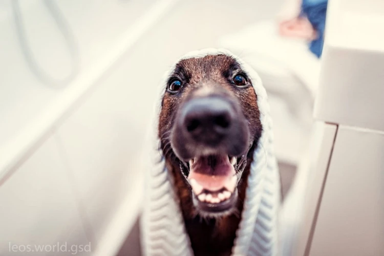 Mata LickiMat® Splash™ fioletowa