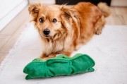 DOGLEMI Zabawka węchowa GROSZEK dla psa i kota