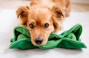 DOGLEMI Zabawka węchowa GROSZEK dla psa i kota