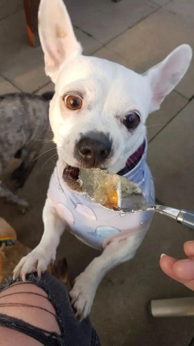 Stevi &amp; Schnück‘s Hundemarmelade Bratwurst DŻEM DOBRY BRATWURST 275g