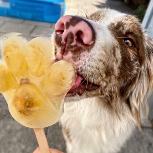 Stevi &amp; Schnück‘s Hundemarmelade KÜsschen! DŻEM DOBRY POCAŁUNEK 275g