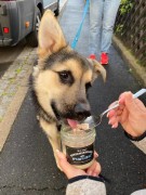 Stevi &amp; Schnück‘s Hundemarmelade Weisswurst DŻEM DOBRY BIAŁA KIEŁBASA 275g