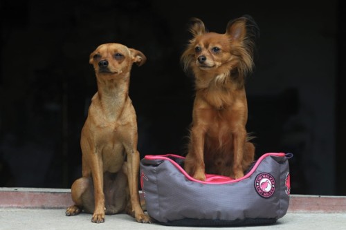 Kiwi Walker OVAL PET BED różowo-szary rozmiar L