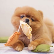 Pups &amp; Bubs RAVIOLI zabawka węchowa  dla psa i kota