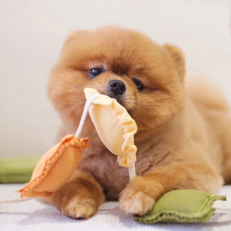 Pups &amp; Bubs RAVIOLI zabawka węchowa  dla psa i kota