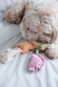 Pups &amp; Bubs RAVIOLI zabawka węchowa  dla psa i kota