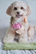 Pups &amp; Bubs RAVIOLI zabawka węchowa  dla psa i kota