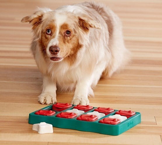 Nina Ottosson Dog Brick - gra edukacyjna dla psów - poziom 2