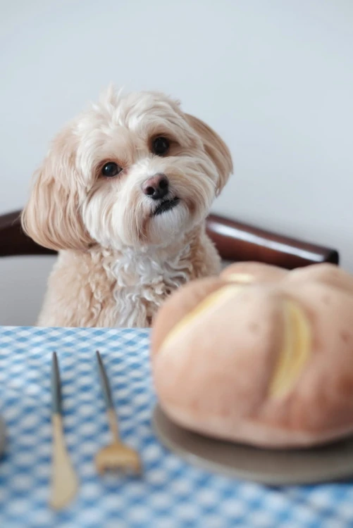 Pups &amp; Bubs CHEESY BREAD Serowa bułeczka zabawka węchowa  dla psa i kota