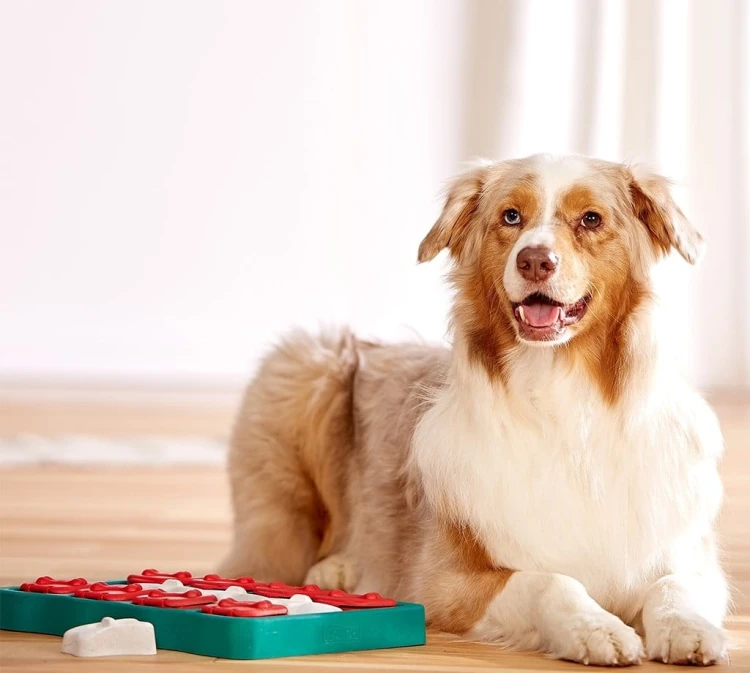 Nina Ottosson Dog Brick - gra edukacyjna dla psów - poziom 2