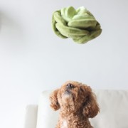 Pups &amp; Bubs SNUFFLE CABBAGE Kapusta zabawka węchowa  dla psa i kota