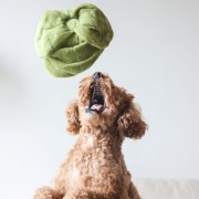 Pups &amp; Bubs SNUFFLE CABBAGE Kapusta zabawka węchowa  dla psa i kota