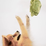 Pups &amp; Bubs SNUFFLE CABBAGE Kapusta zabawka węchowa  dla psa i kota