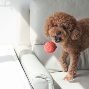 Pups &amp; Bubs TOMATO SOUP Zupa pomidorowa zabawka węchowa  dla psa i kota