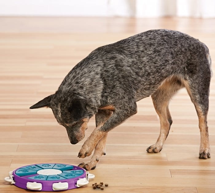 Nina Ottosson Dog Twister - gra edukacyjna dla psów - poziom 3