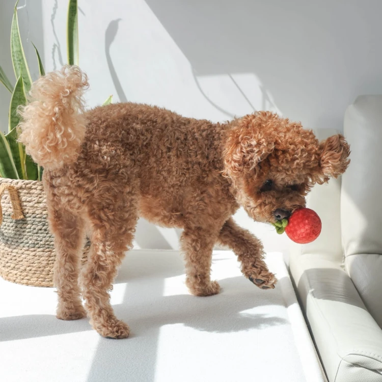 Pups &amp; Bubs TOMATO SOUP Zupa pomidorowa zabawka węchowa  dla psa i kota