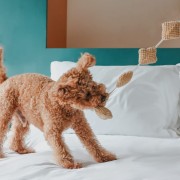 Pups &amp; Bubs POPCORN zabawka węchowa  dla psa i kota