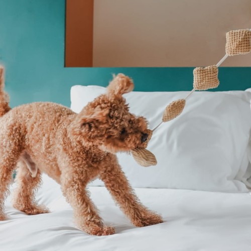 Pups &amp; Bubs POPCORN zabawka węchowa  dla psa i kota