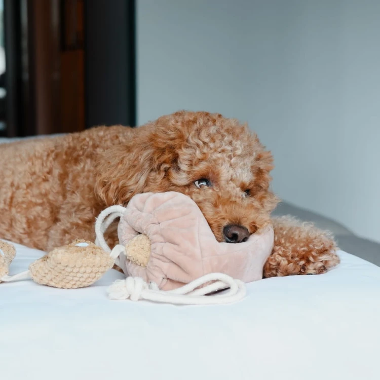 Pups &amp; Bubs POPCORN zabawka węchowa  dla psa i kota