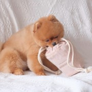 Pups &amp; Bubs POPCORN zabawka węchowa  dla psa i kota