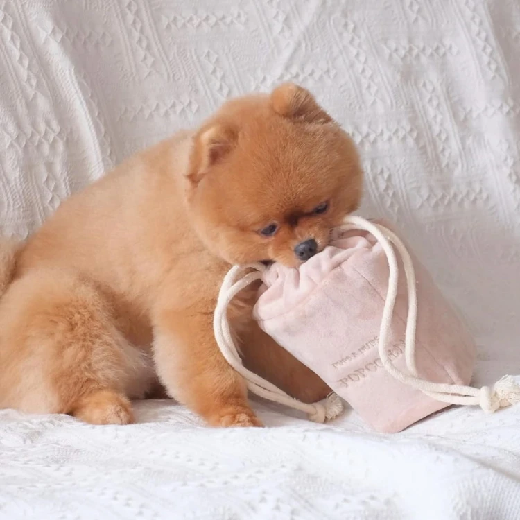 Pups &amp; Bubs POPCORN zabawka węchowa  dla psa i kota