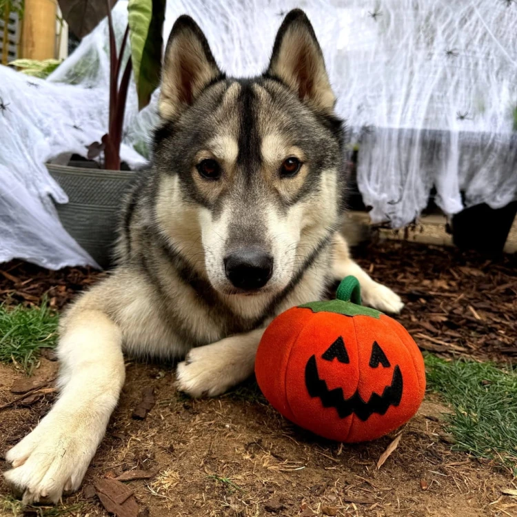 GREEN &amp; WILD'S Patch the Pumpkin (Dynia) zabawka ekologiczna dla psa