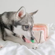 Pups &amp; Bubs STRAWBERRY MILLE-FEUILLE Truskawkowy Torcik zabawka węchowa  dla psa i kota