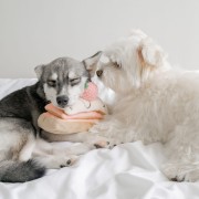 Pups &amp; Bubs STRAWBERRY MILLE-FEUILLE Truskawkowy Torcik zabawka węchowa  dla psa i kota