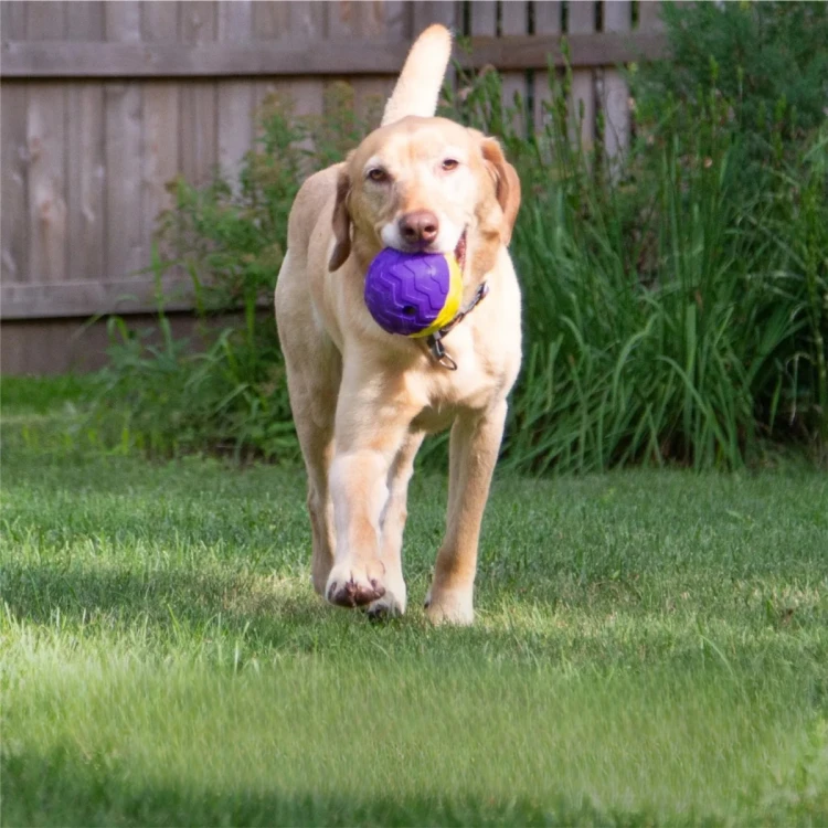 Brightkins Zabawka na przysmaki Large Textured Ball Treat Dispenser DUŻA TEKSTUROWANA KULA