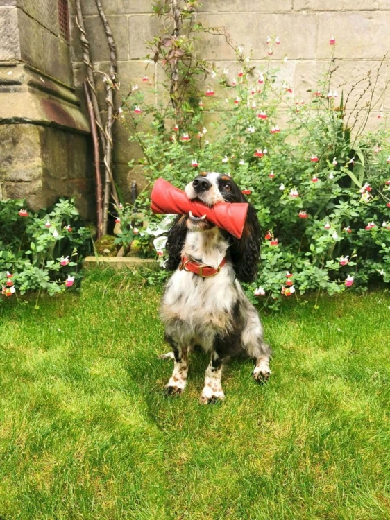 Zestaw NISZCZYCIELA - gotowy prezent dla psa