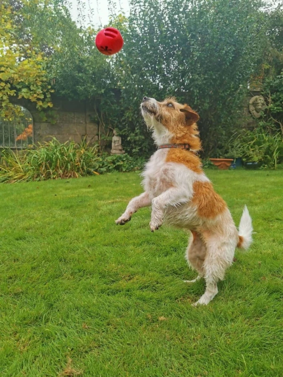 Zestaw NISZCZYCIELA - gotowy prezent dla psa