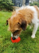 Zestaw NISZCZYCIELA - gotowy prezent dla psa