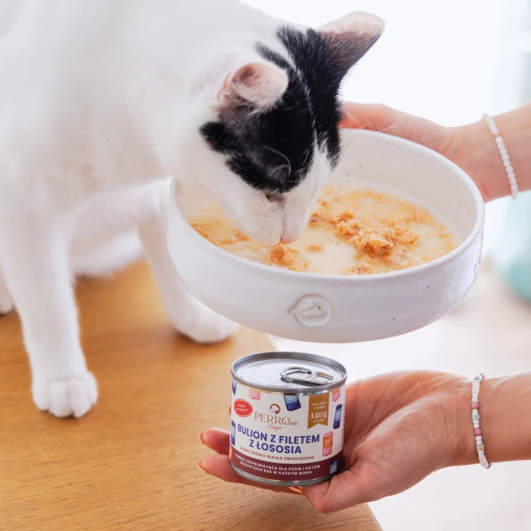 perroland_soups_losos2.png