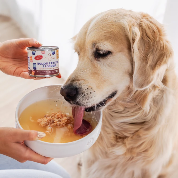 perroland_soups_losos1.png