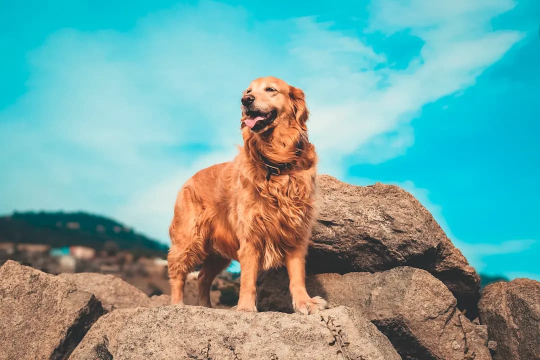 Jakiej karmy potrzebuje golden retriever? Praktyczne porady! - 2