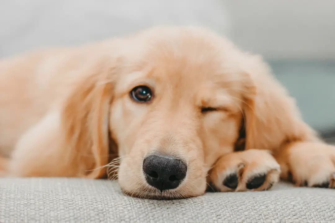 Jakiej karmy potrzebuje golden retriever? Praktyczne porady! - 3